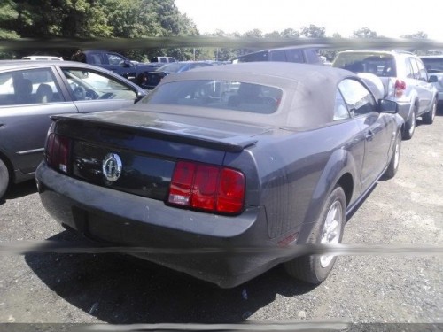 mustang02.jpg