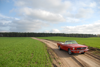 mustang.jpg