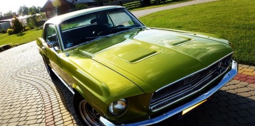 mustang (Kopiowanie).jpg