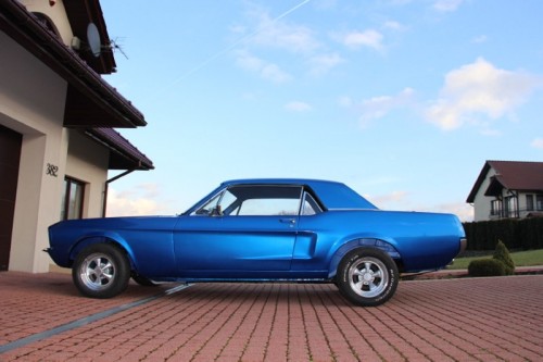 Mustang_2723 (Kopiowanie).JPG